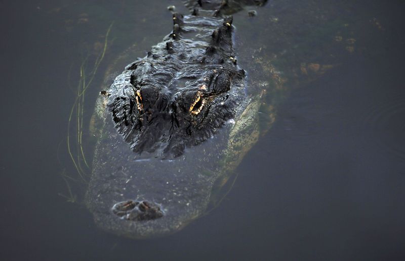 Alligators