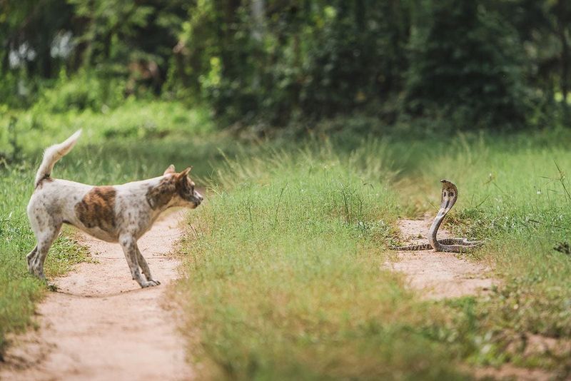 Encounter with Wildlife