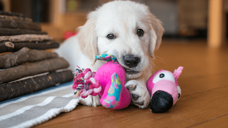 Bringing You Toys