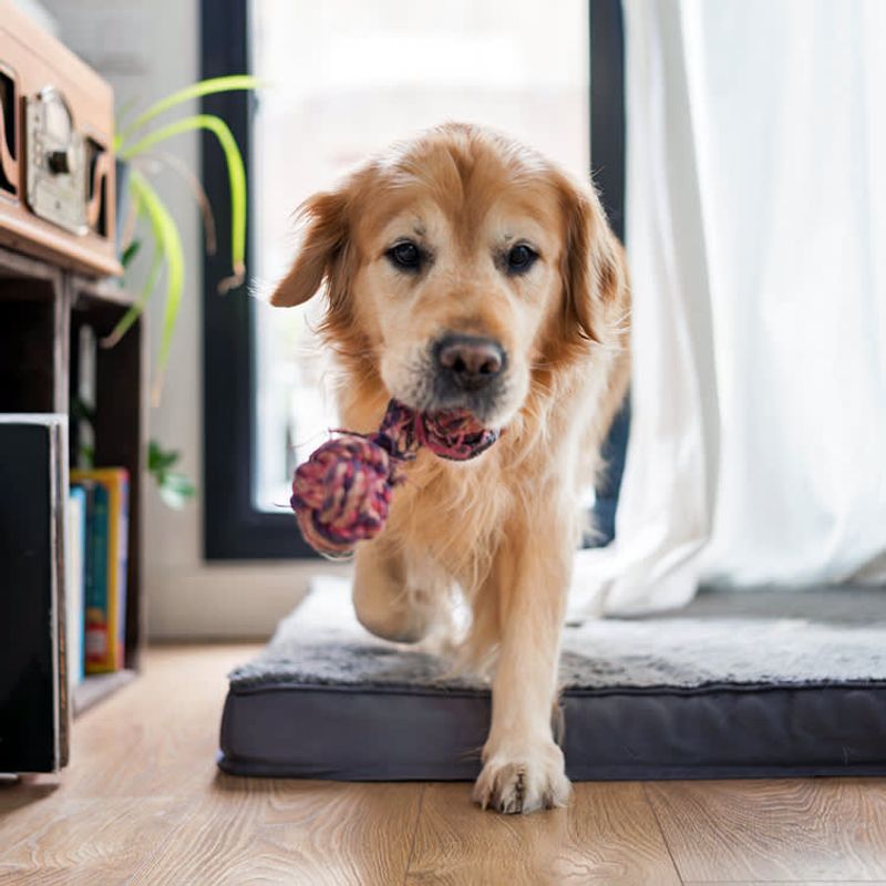 Bringing You Their Favorite Toy