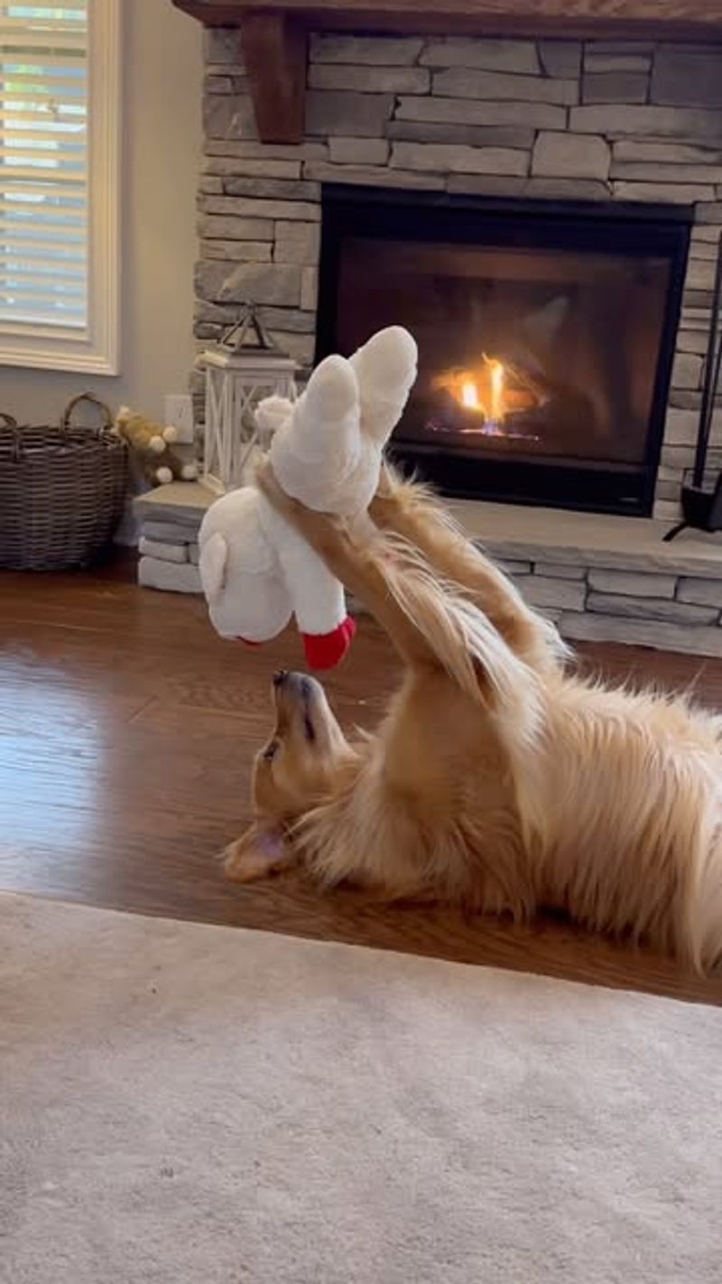 Bringing You Their Favorite Toy
