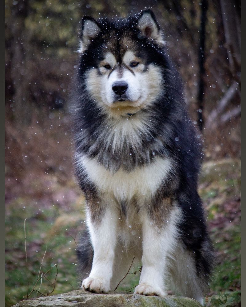 Alaskan Malamute