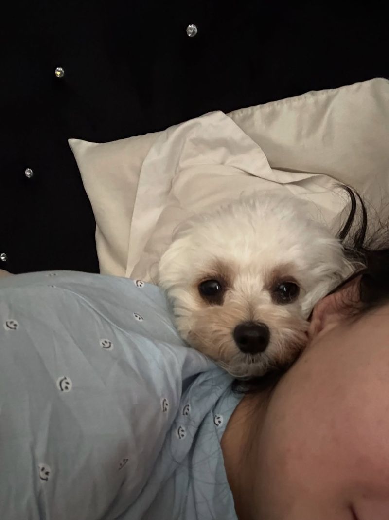 Maltese
