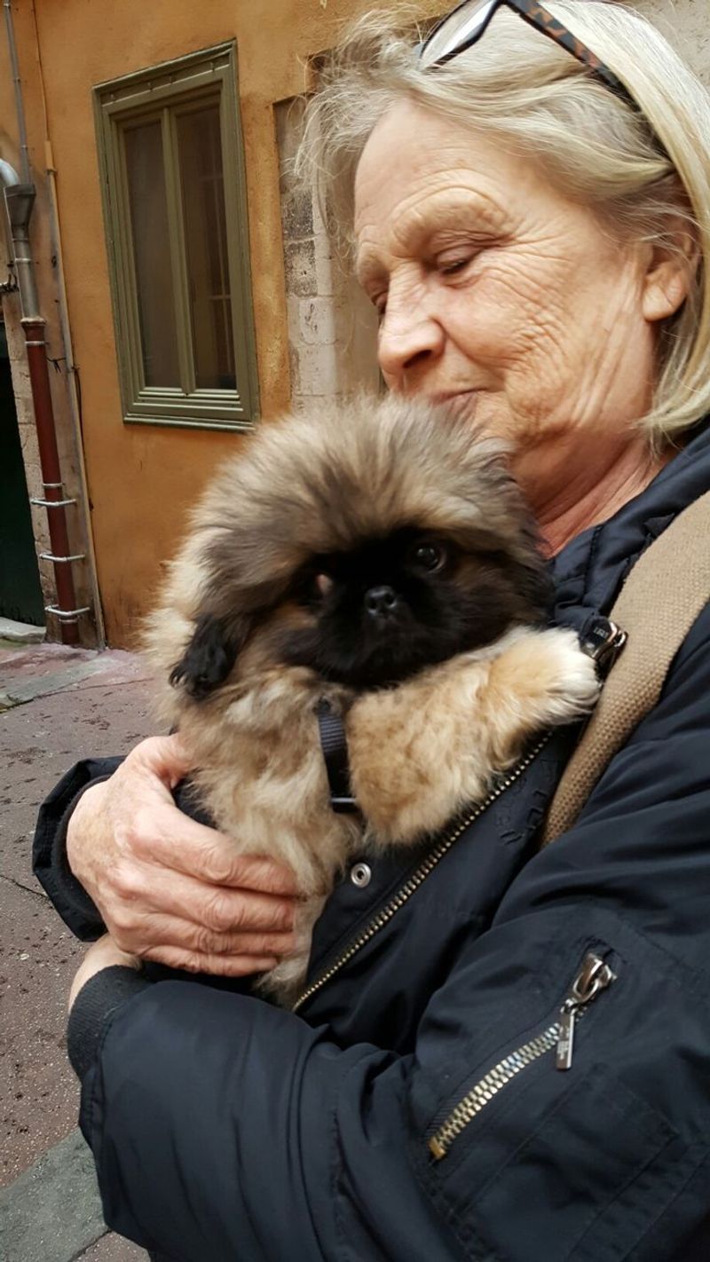 Pekingese