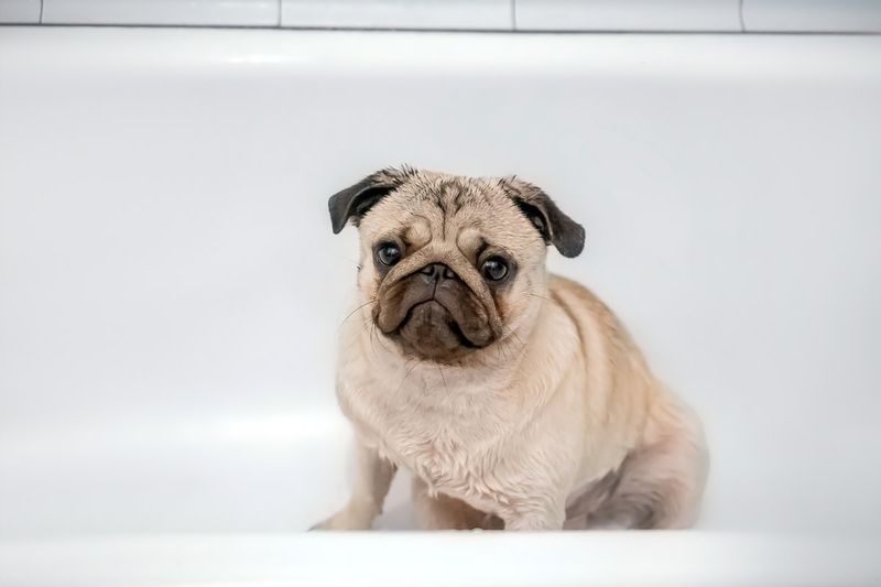 Pug