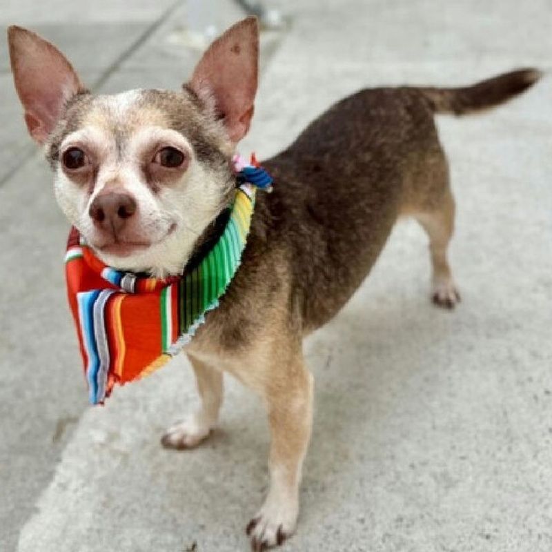 Chihuahua