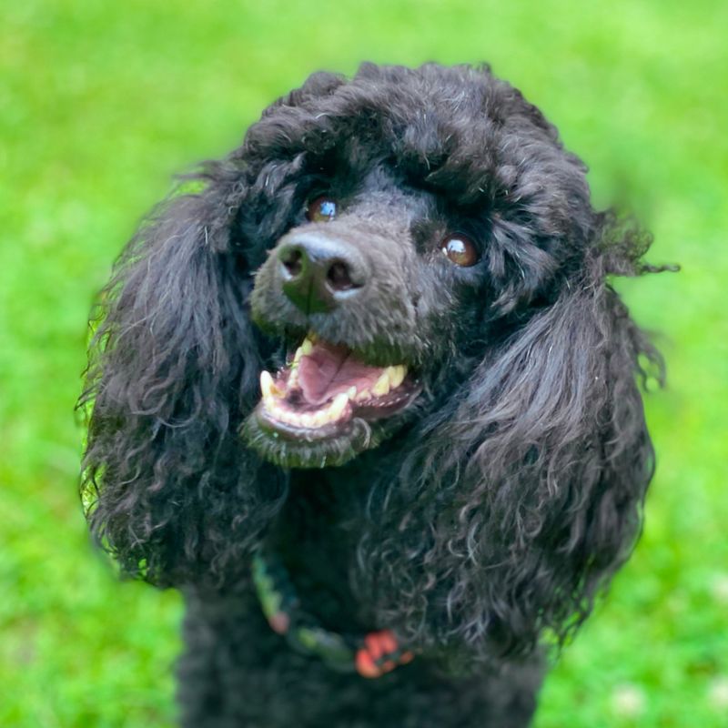 Poodle