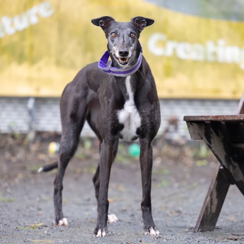 Greyhound
