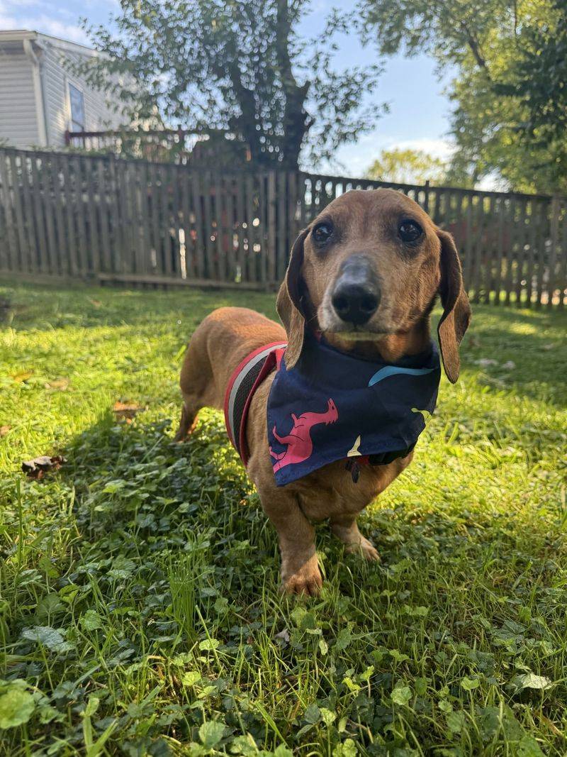 Dachshund