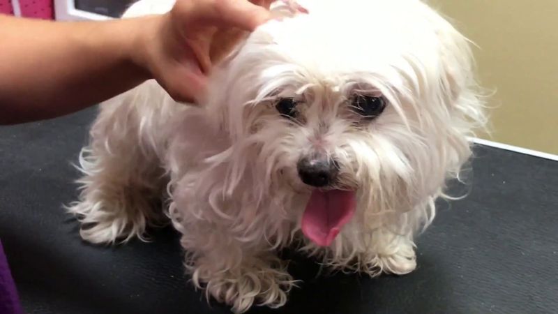Maltese