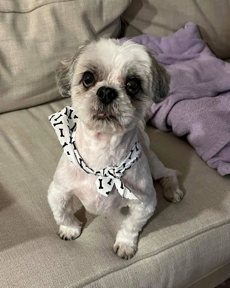 Shih Tzu