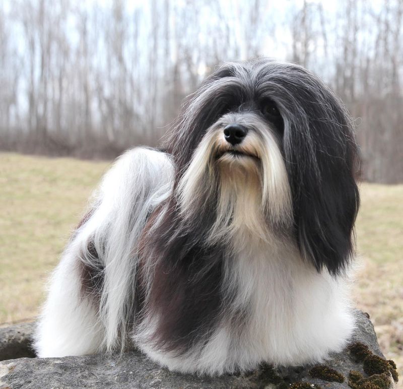 Havanese