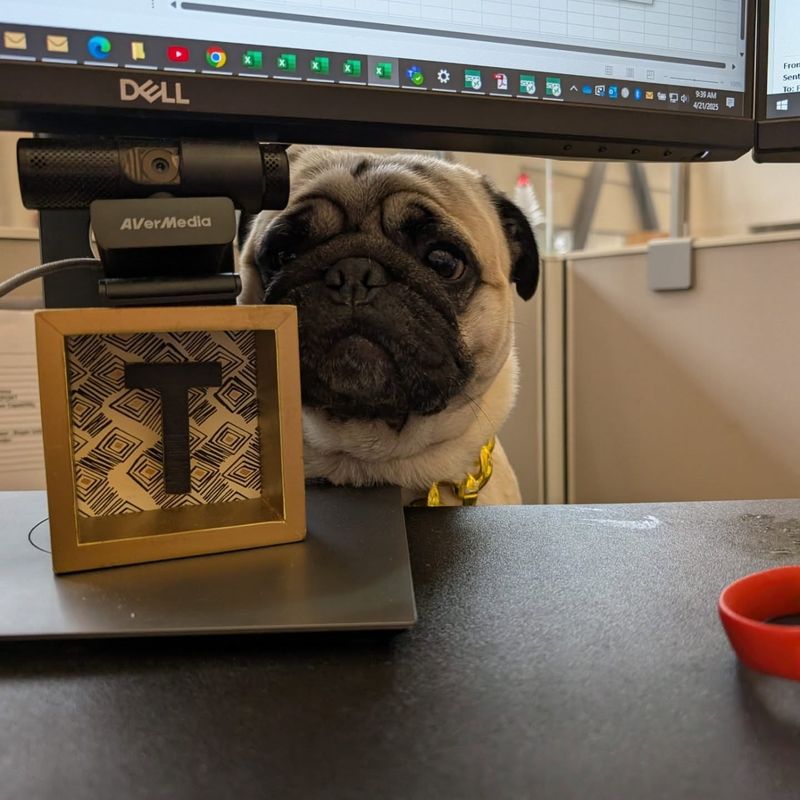 Pug