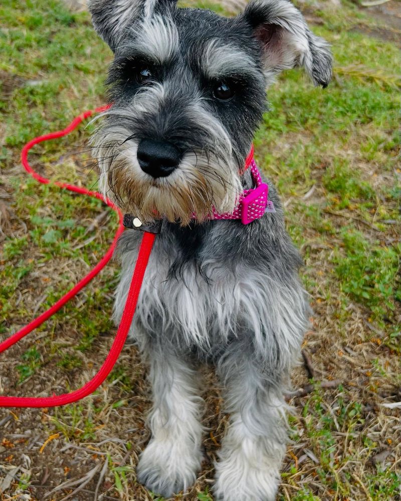 Miniature Schnauzer