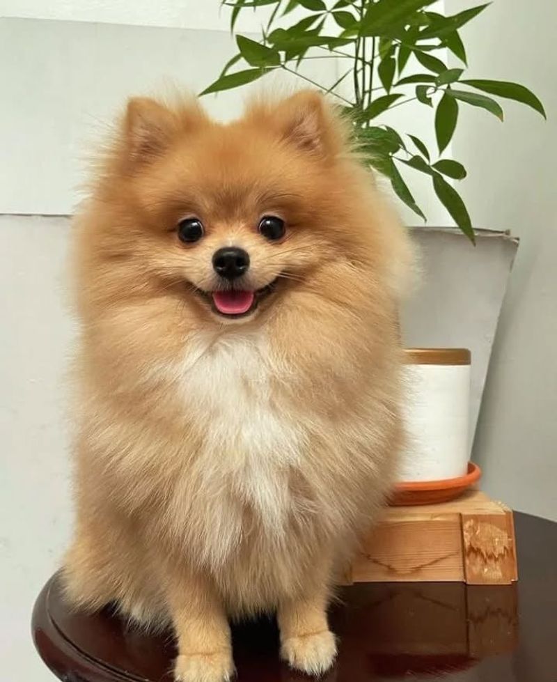 Pomeranian