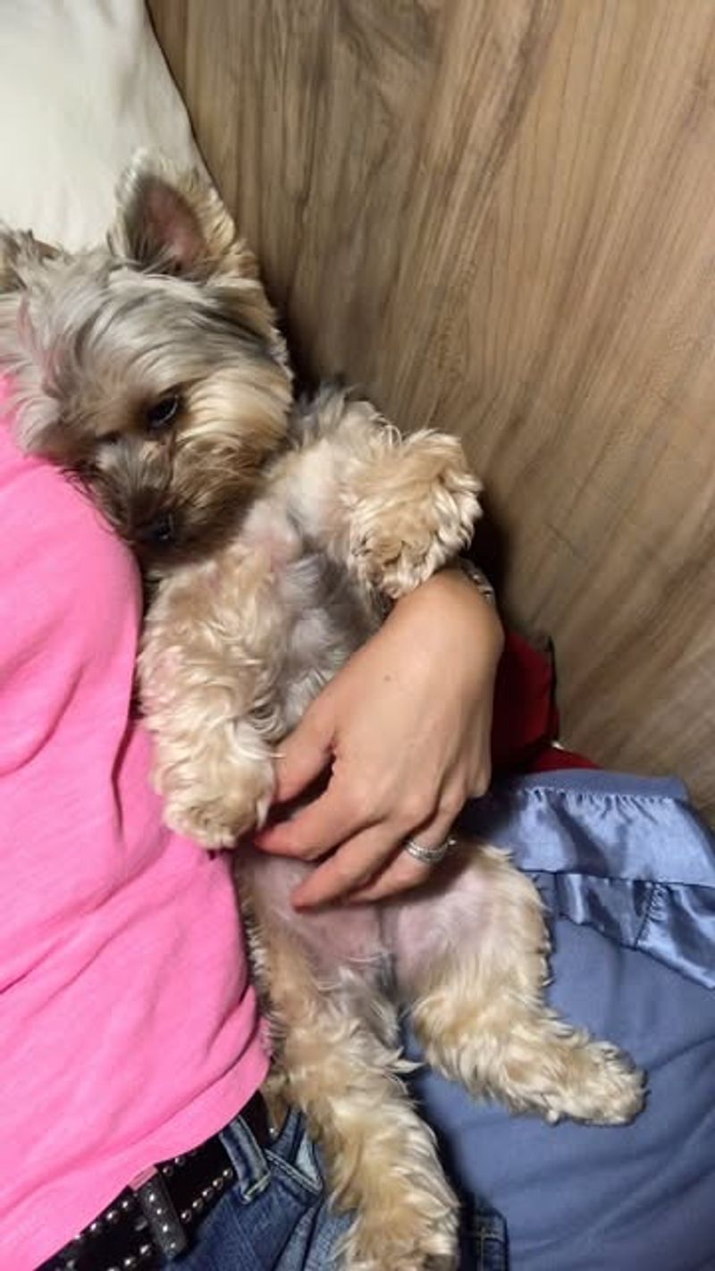 Yorkshire Terrier