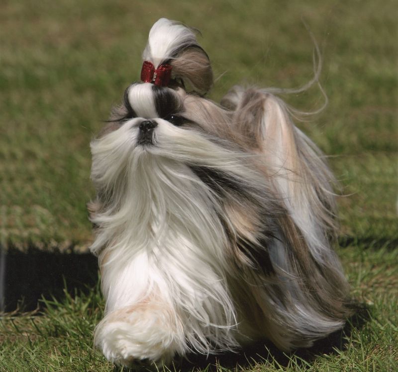 Shih Tzu