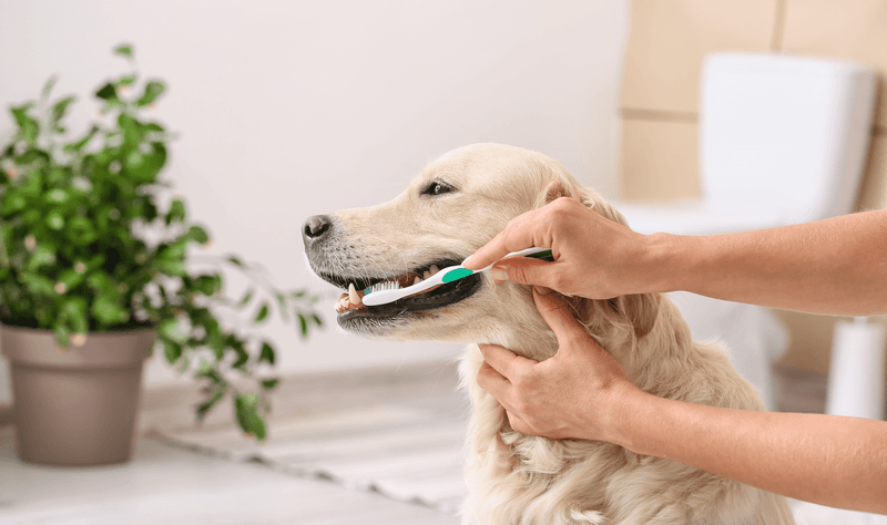Bad Breath and Dental Issues