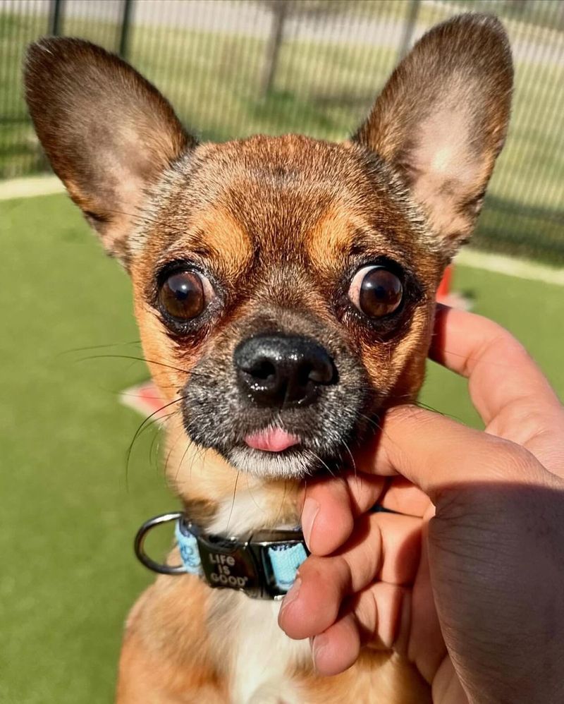 Chihuahua