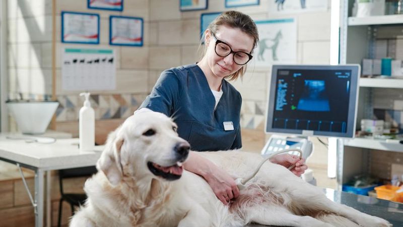 Frequent Vet Check-ups