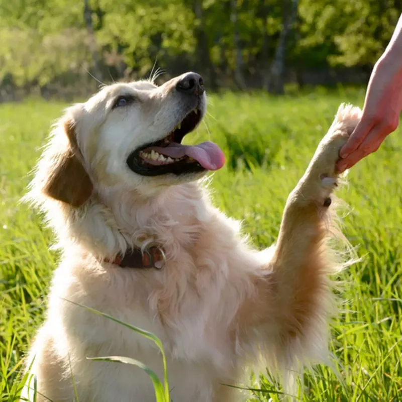 Paw Offering