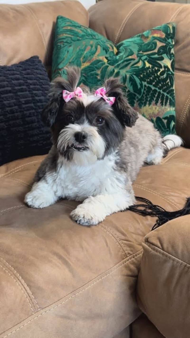 Shih Tzu