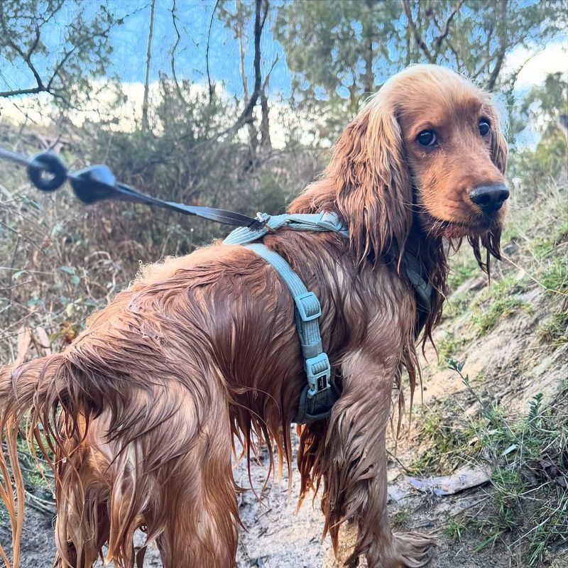 Cocker Spaniel