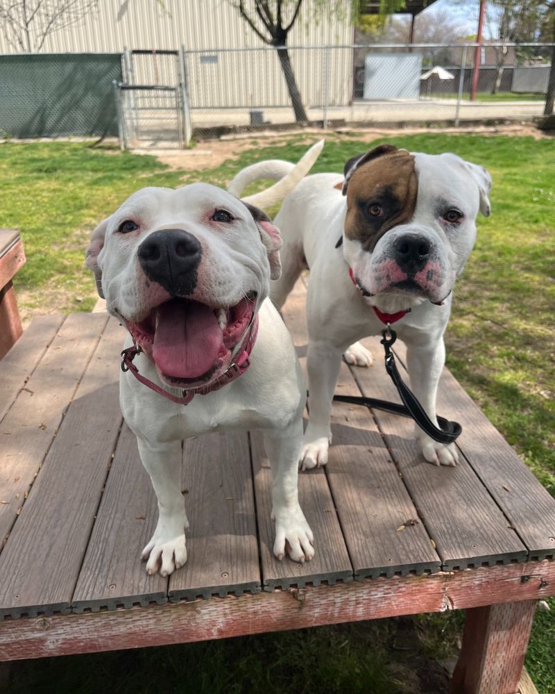 American Bulldog