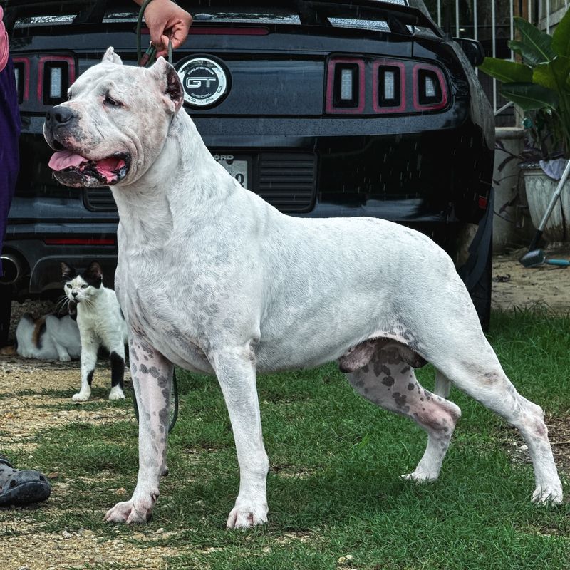 Dogo Argentino