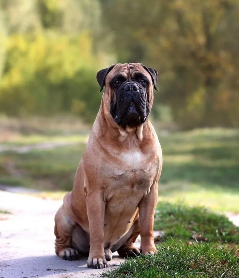 Bullmastiff