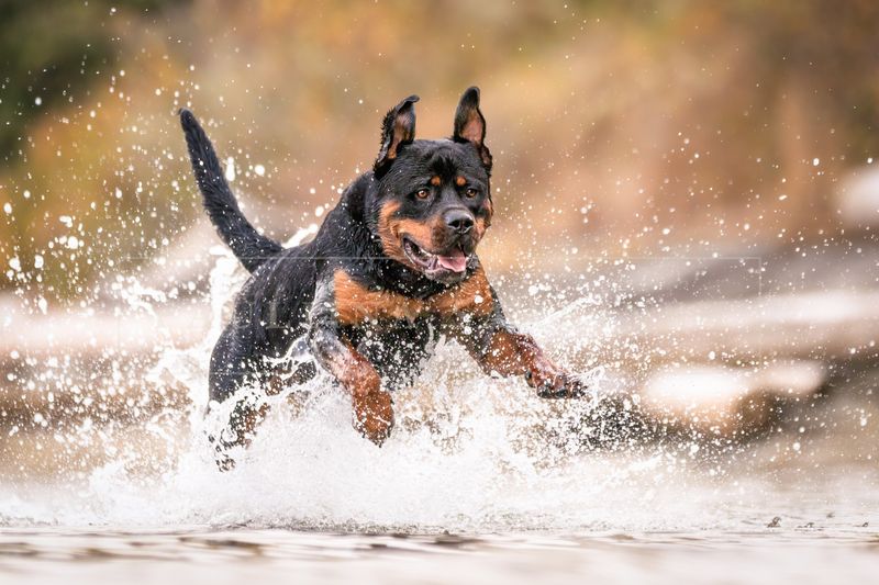 Rottweiler