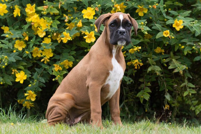 Boxer