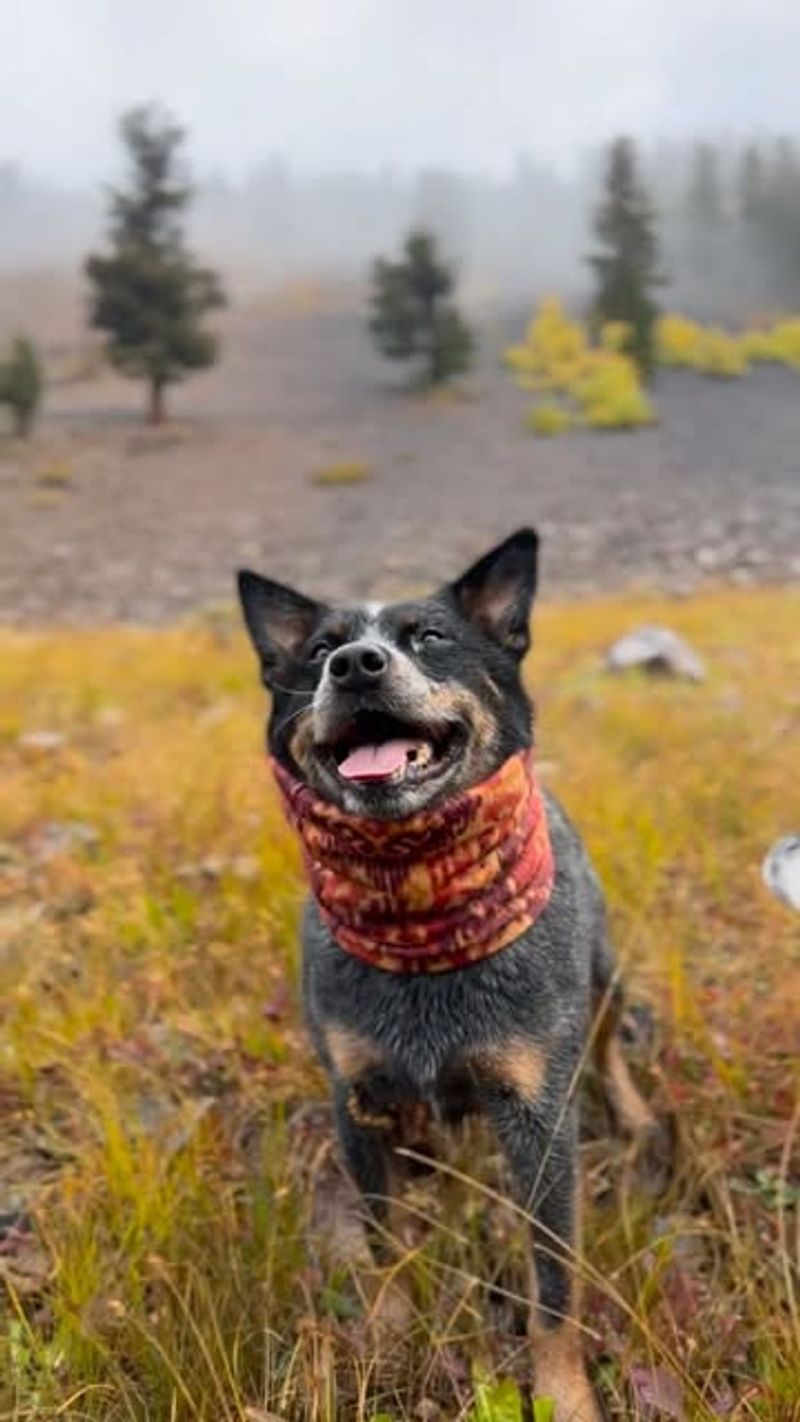 Australian Cattle Dog