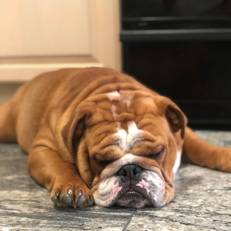 Bulldog