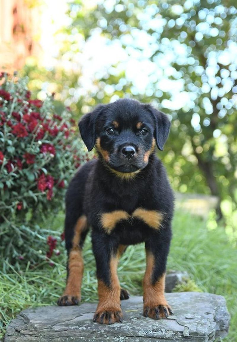 Rottweiler