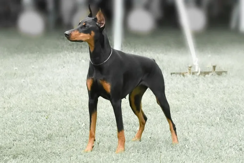 Doberman Pinscher