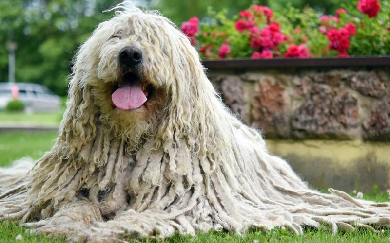 Komondor