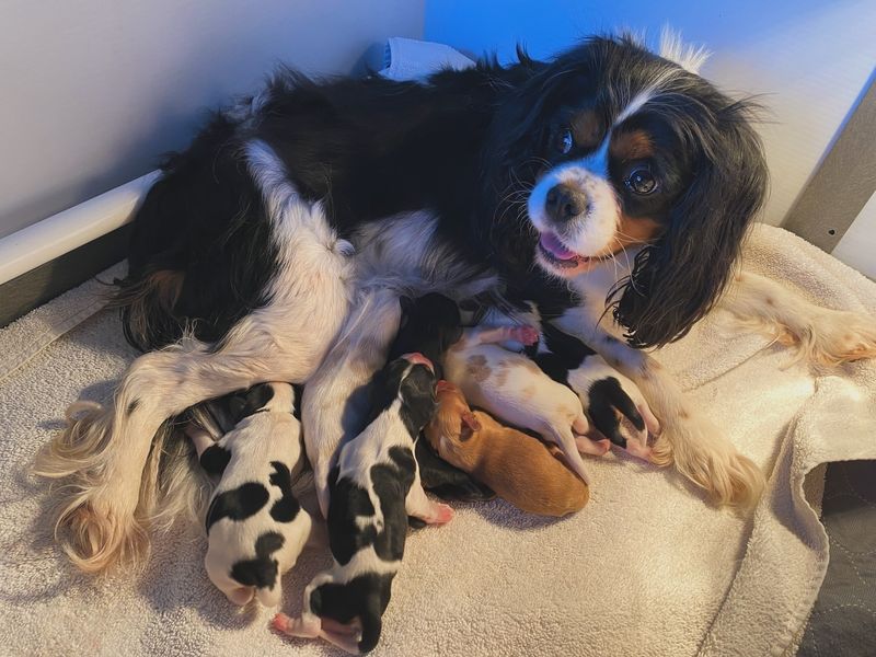 Cavalier King Charles Spaniel