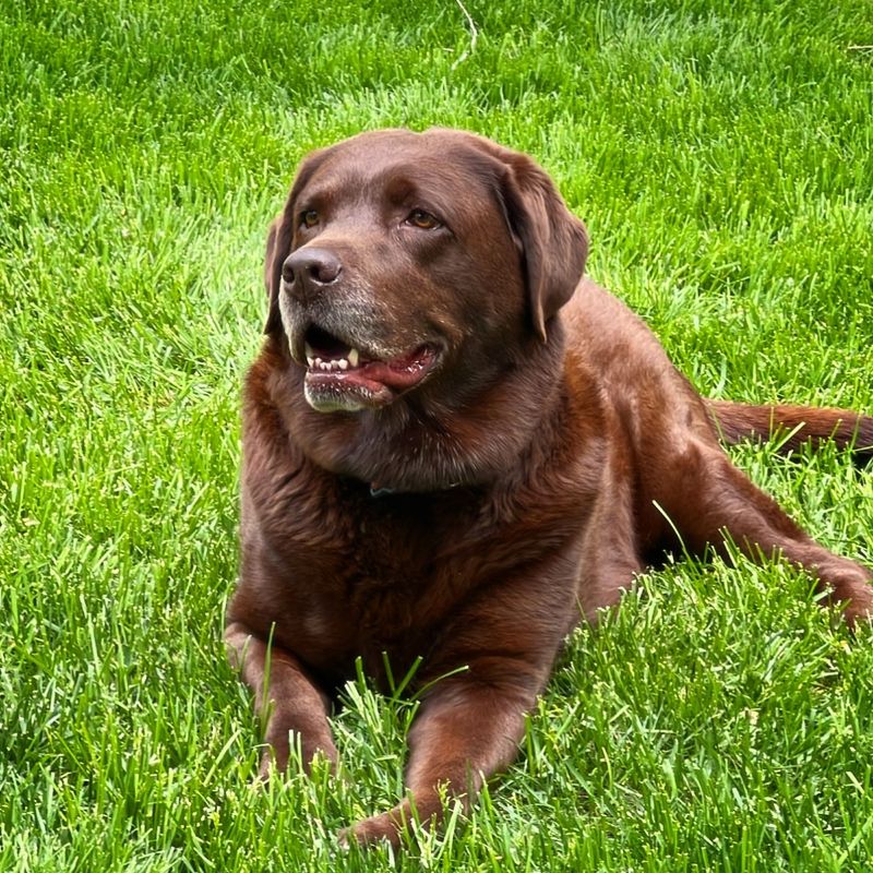 Labrador Retriever