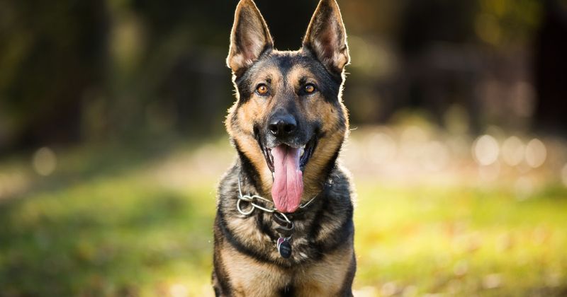 German Shepherd