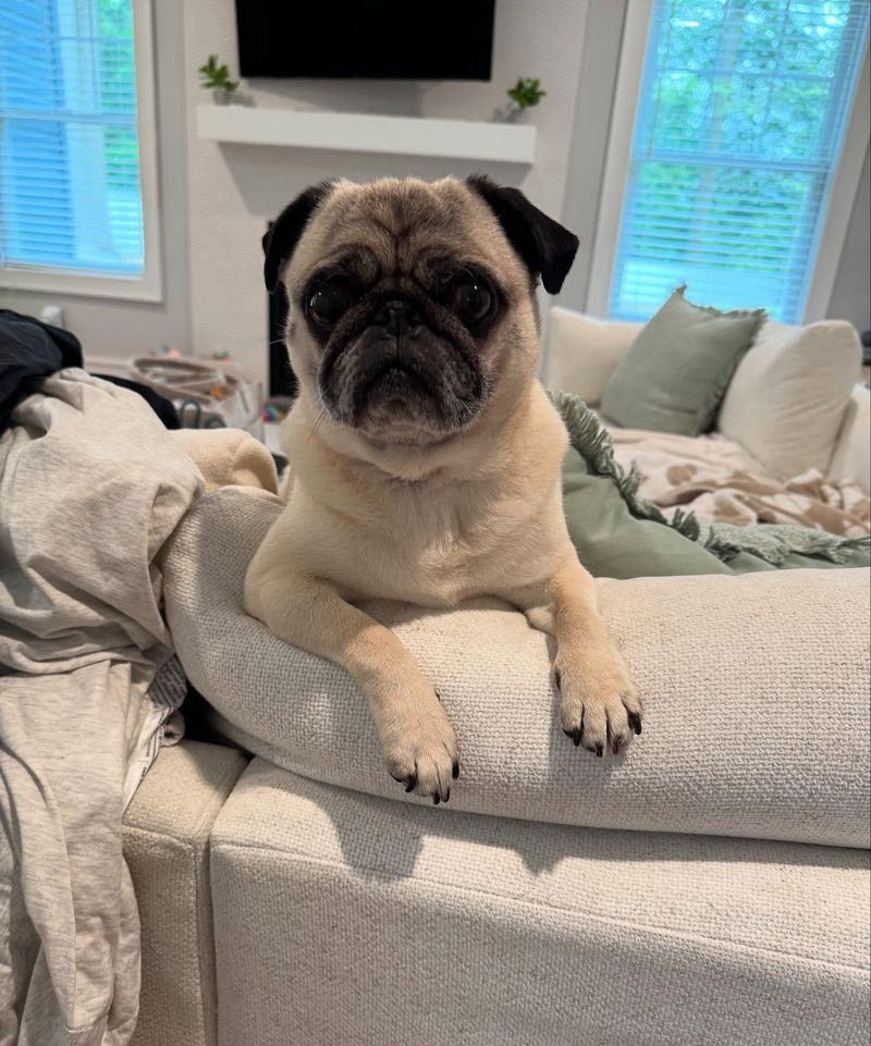 Pug