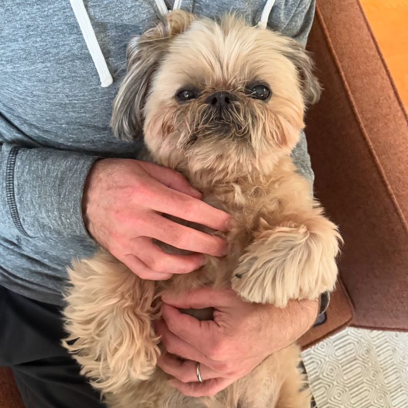 Shih Tzu