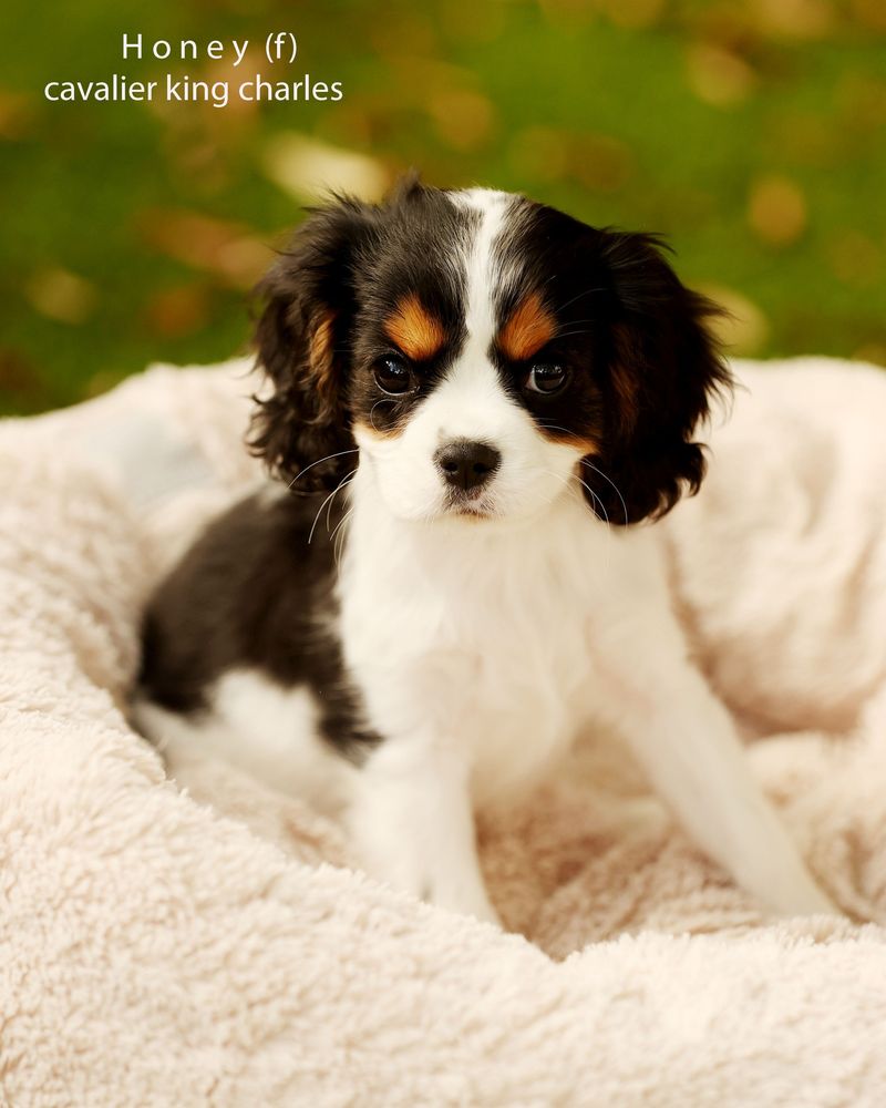 Cavalier King Charles Spaniel