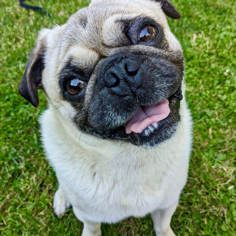 Pug