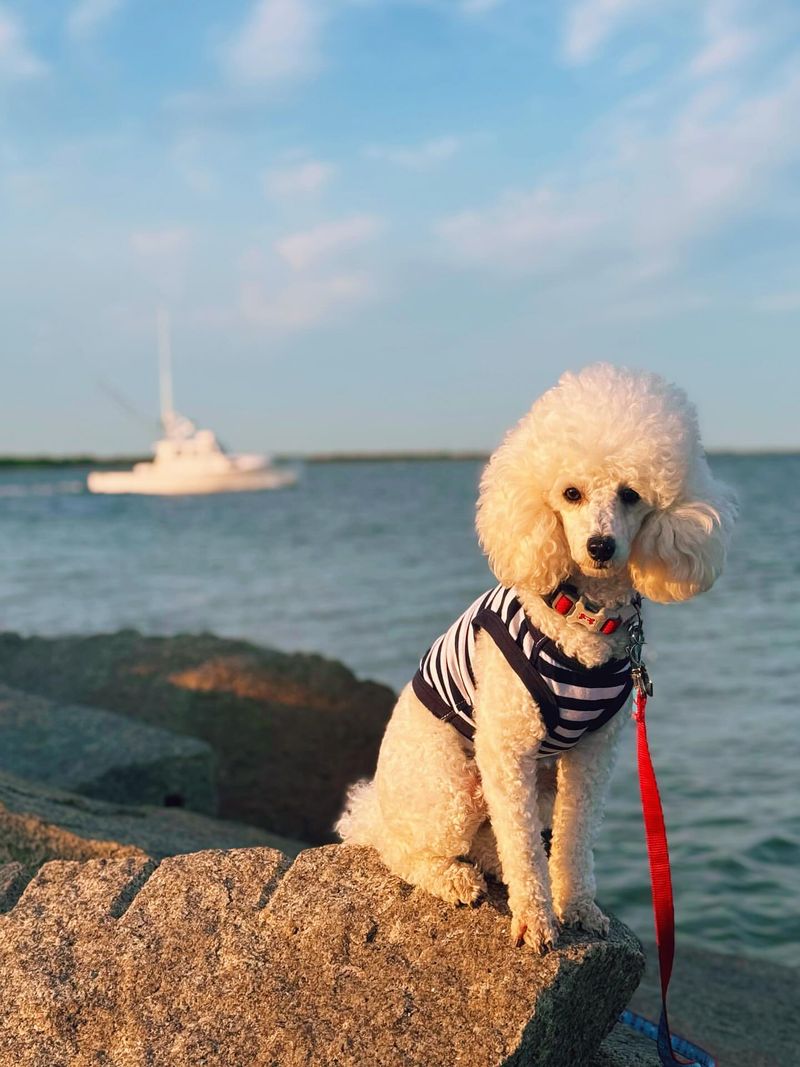 Poodle