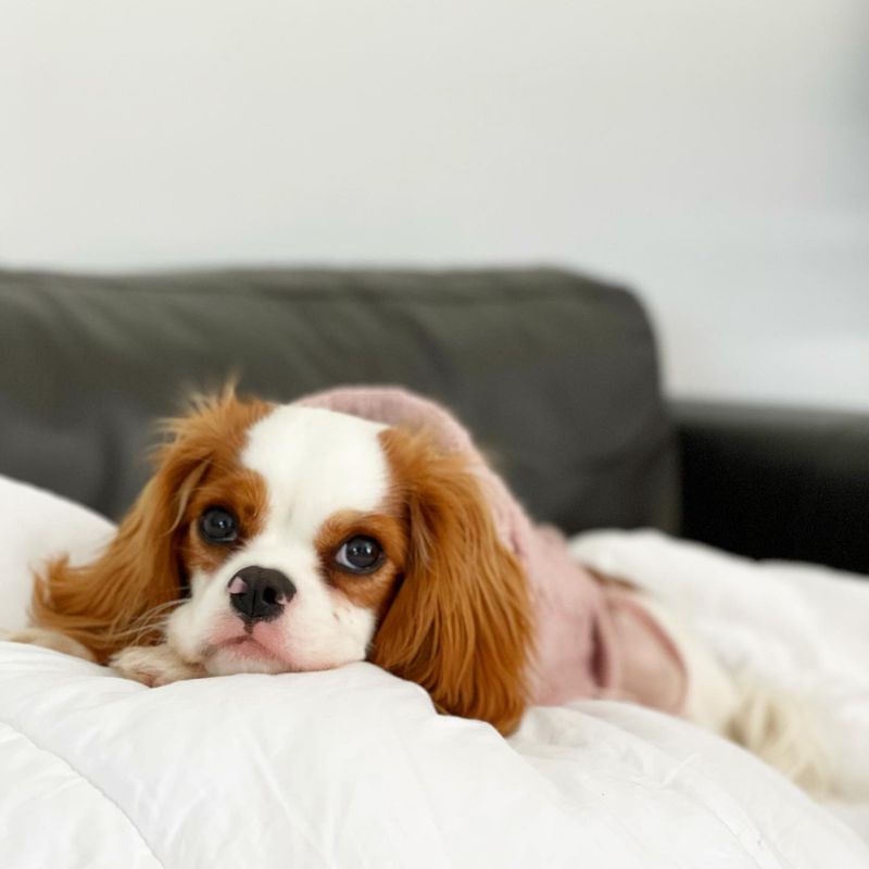 Cavalier King Charles Spaniel