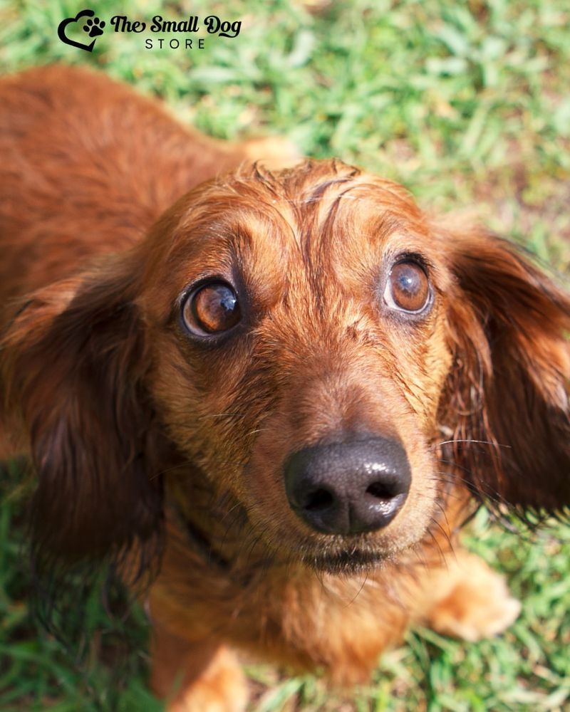 Dachshund