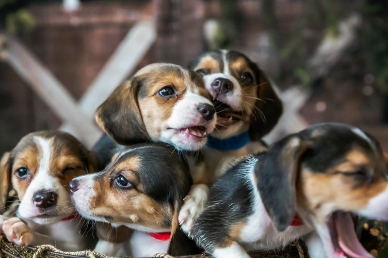 Beagle