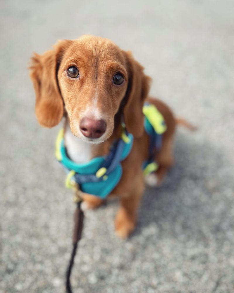 Dachshund