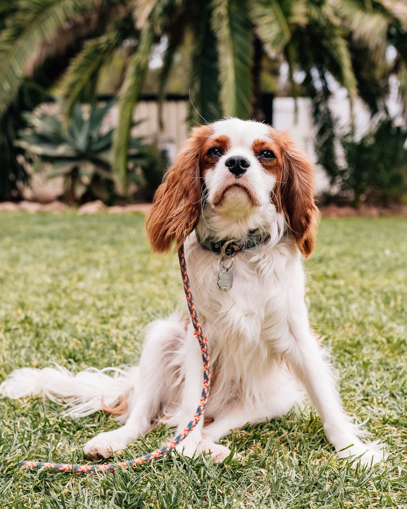 Cavalier King Charles Spaniel